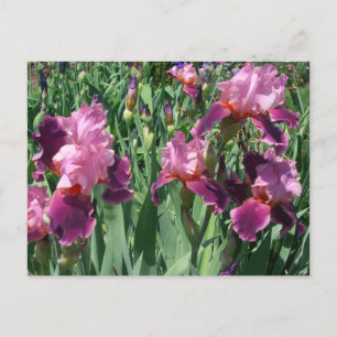 Lila Ire Spring Floral Postkarte