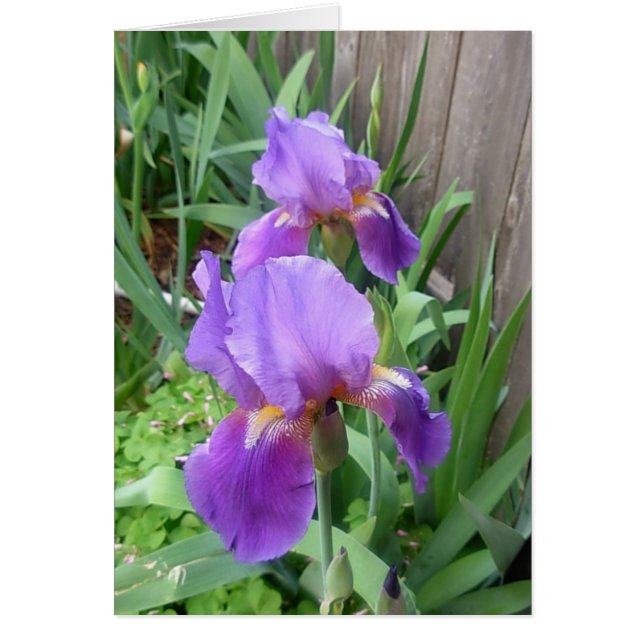 Lila Iris (Vorne)
