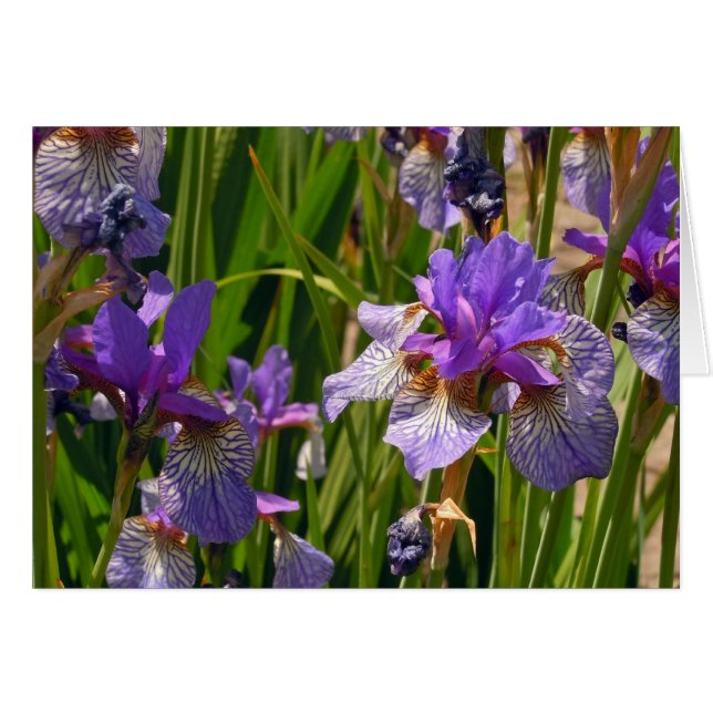 Lila Iris (Vorderseite (Horizontal))