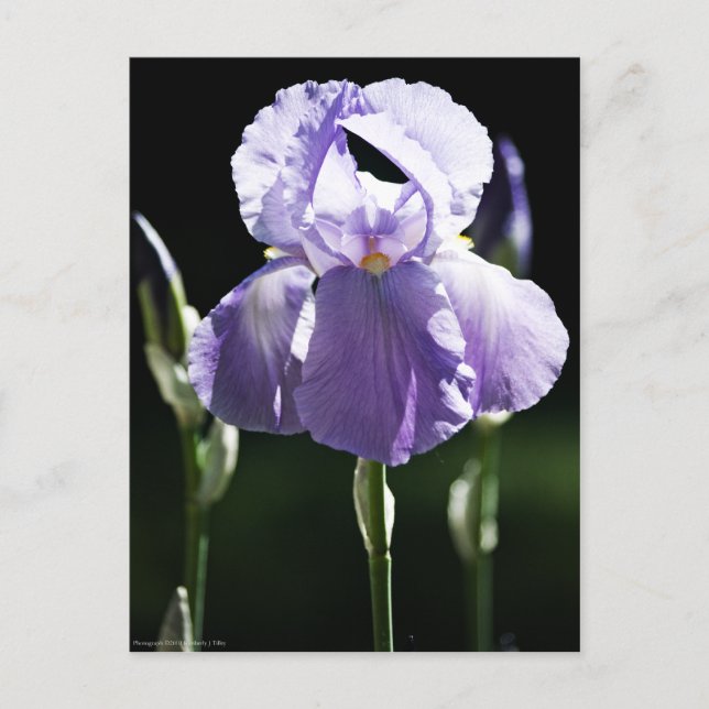 Lila Iris 8393 Postkarte (Vorderseite)