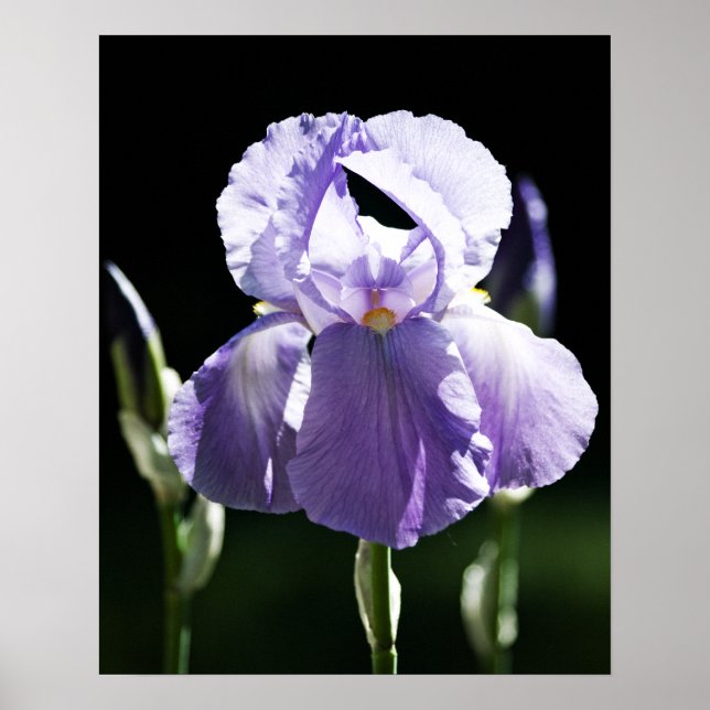 Lila Iris 8393 Print Poster (Vorne)