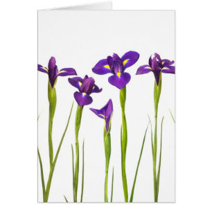 Lila Iris abgeschieden auf einem weißen