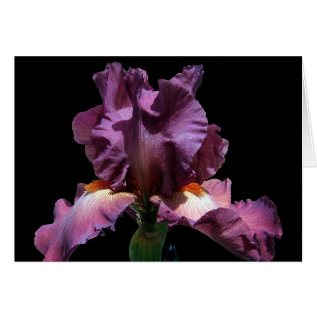 Lila Iris auffallend (Vorderseite (Horizontal))