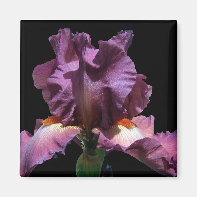 Lila Iris auffallend Magnet (Vorne)