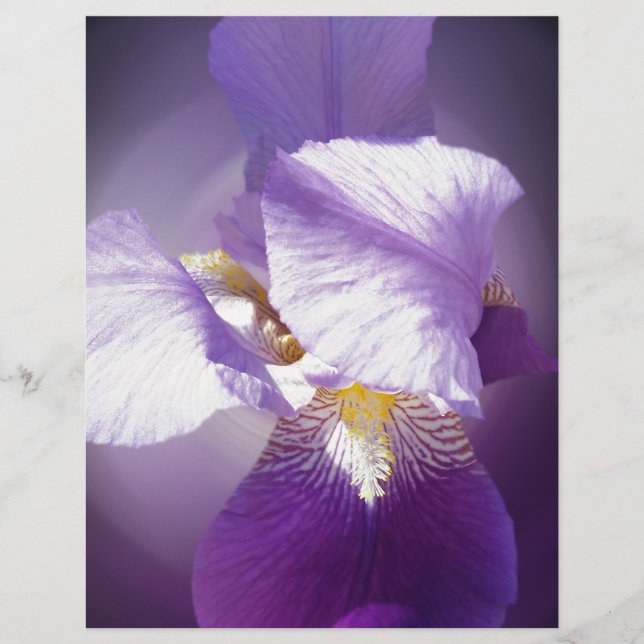 lila Iris-Blume (Vorderseite)