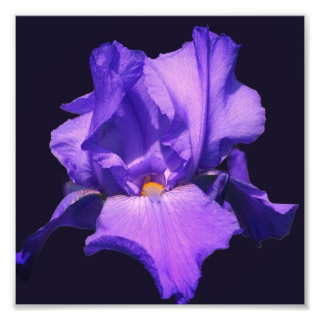 Lila Iris-Blume 8x8 Fotodruck (Vorne)