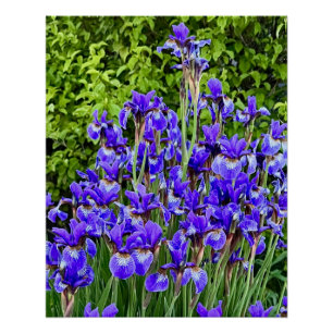 Lila Iris-Blume am Ufer Poster