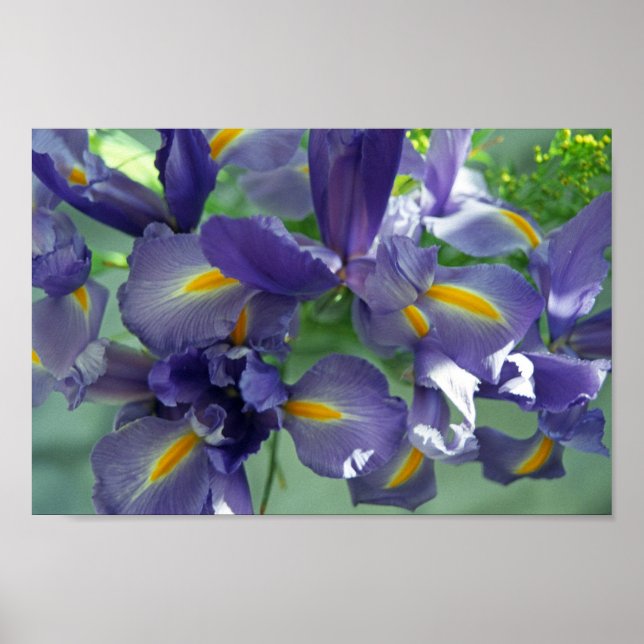 Lila Iris Blume Art Print Poster (Vorne)