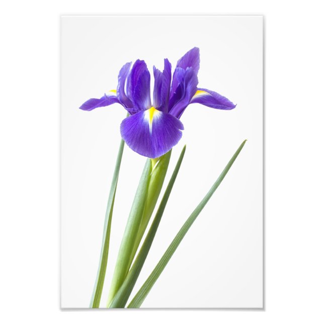Lila Iris-Blume auf weiß Fotodruck (Vorne)