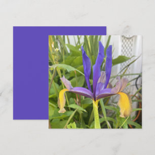 Lila Iris Blume Außenbereich Garten Natur Foto Mitteilungskarte