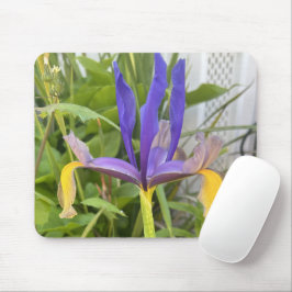 Lila Iris Blume Außenbereich Garten Natur Foto Mousepad