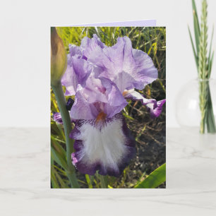 Lila Iris Blume Blume Garten Geburtstagskarte Karte