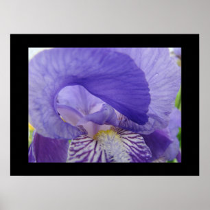 Lila Iris-Blume drucken Ire Poster