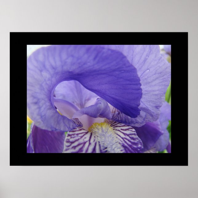 Lila Iris-Blume drucken Ire Poster (Vorne)