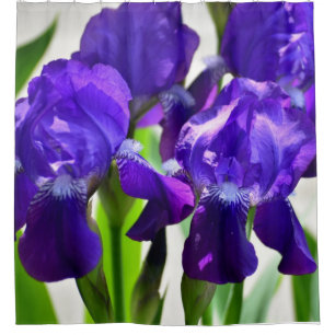 Lila Iris-Blume Duschvorhang