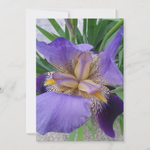 Lila Iris-Blume-Flachkarte