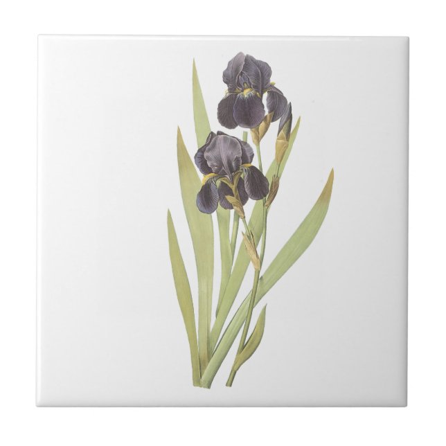 Lila Iris-Blume Fliese (Vorderseite)