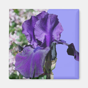 Lila Iris Blume Foto Magnet