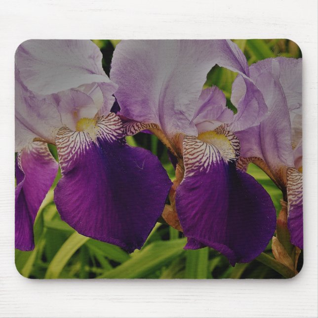 Lila Iris Blume Foto Mousepad (Vorne)