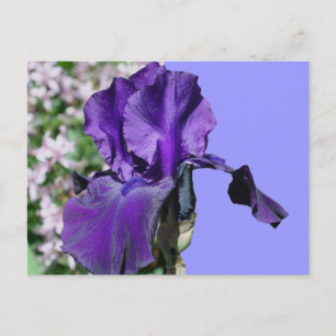 Lila Iris Blume Foto Postkarte