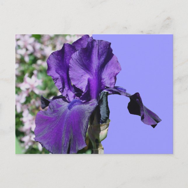 Lila Iris Blume Foto Postkarte (Vorderseite)