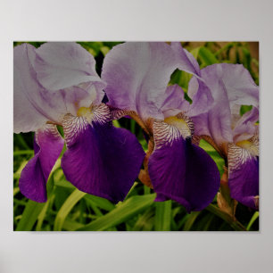Lila Iris Blume Foto Value Poster