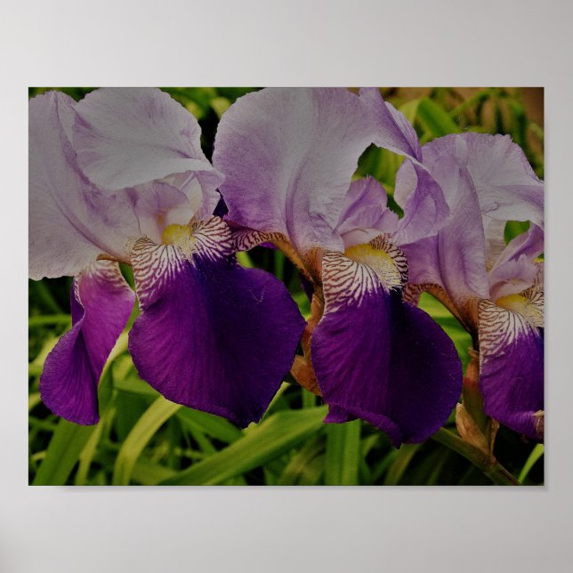 Lila Iris Blume Foto Value Poster (Vorne)
