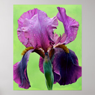 Lila Iris Blume Fotokunst Poster