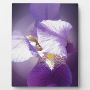lila Iris-Blume Fotoplatte