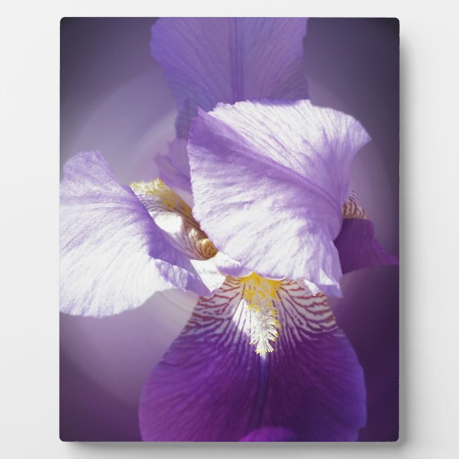 lila Iris-Blume Fotoplatte (Vorderseite)