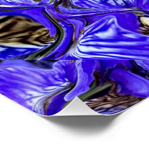 Lila Iris-Blume / geslandet / gekocht / Poster