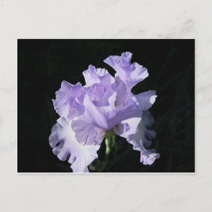 Lila Iris-Blume im schwarzen Hintergrund Postkarte