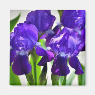 Lila Iris-Blume Magnet