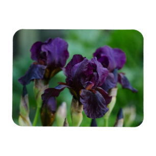 Lila Iris Blume Magnet