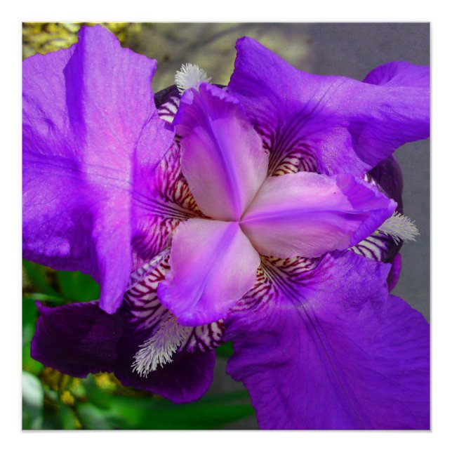 Lila Iris Blume Perfektes Poster (Vorderseite)