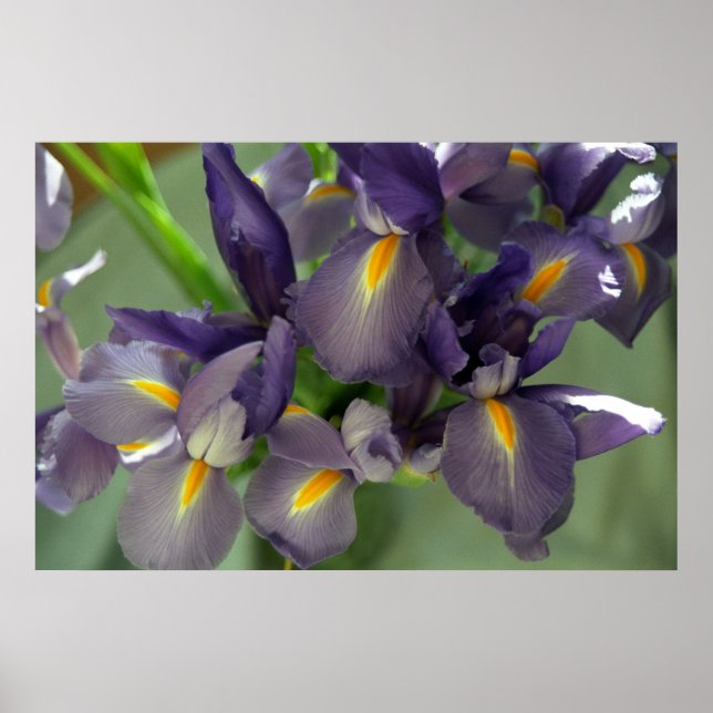 Lila Iris Blume Poster Art drucken (Vorne)