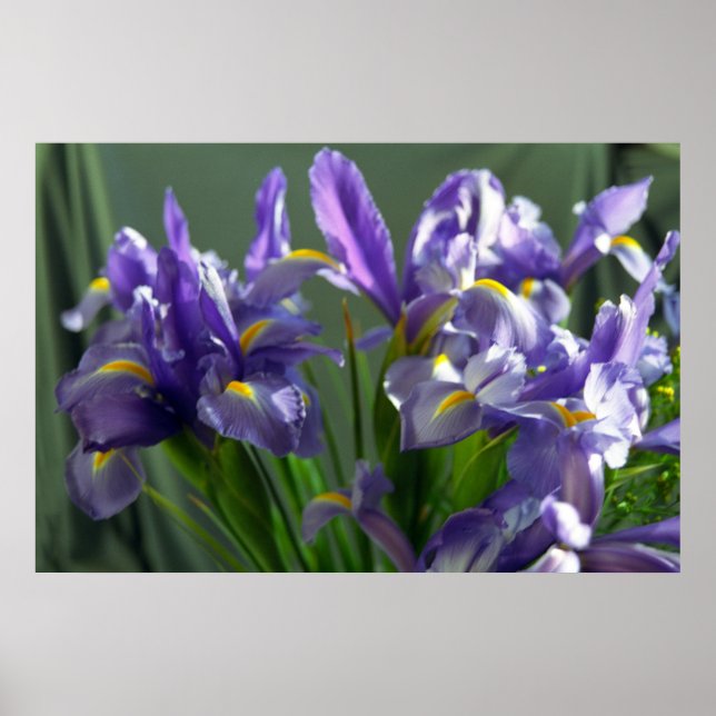 Lila Iris Blume Poster Art drucken (Vorne)