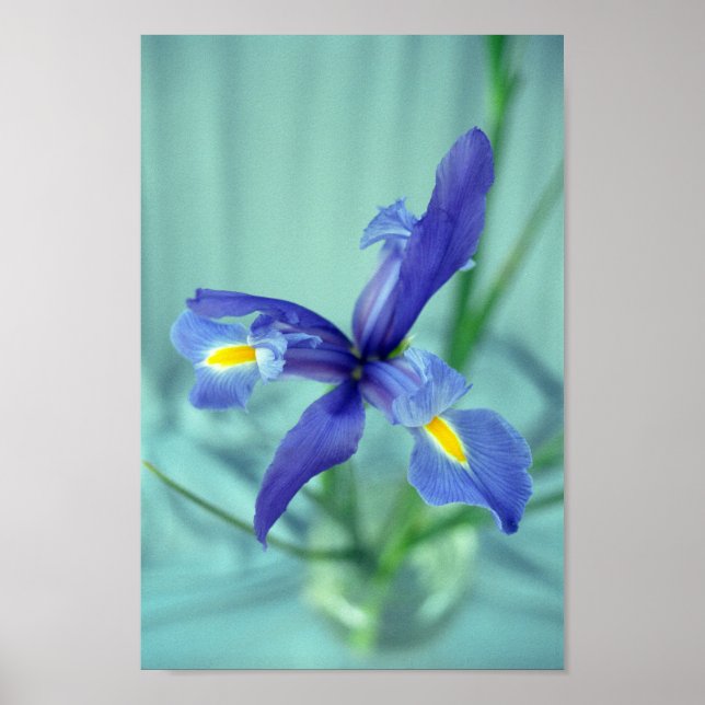 Lila Iris Blume Poster Art drucken (Vorne)