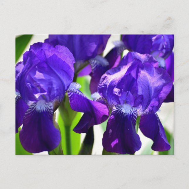 Lila Iris-Blume Postkarte (Vorderseite)