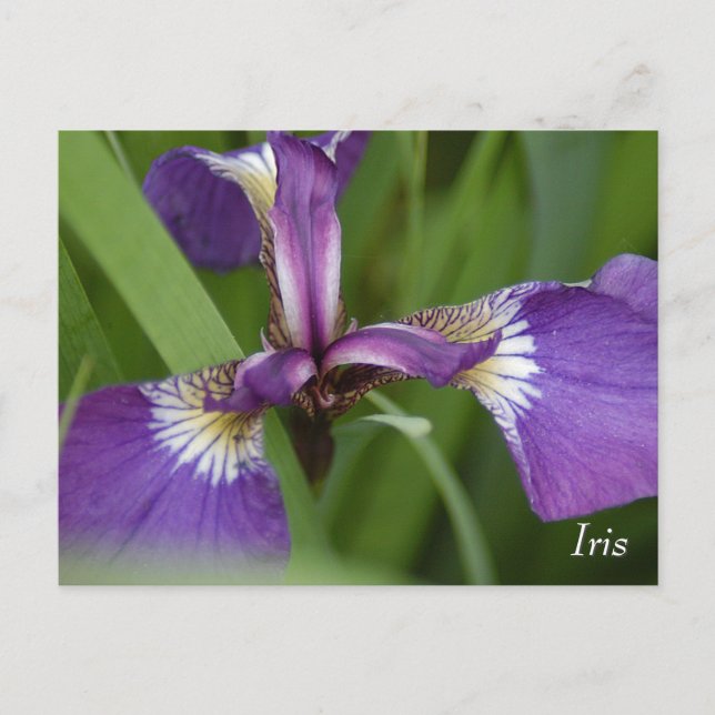 Lila Iris-Blume Postkarte (Vorderseite)