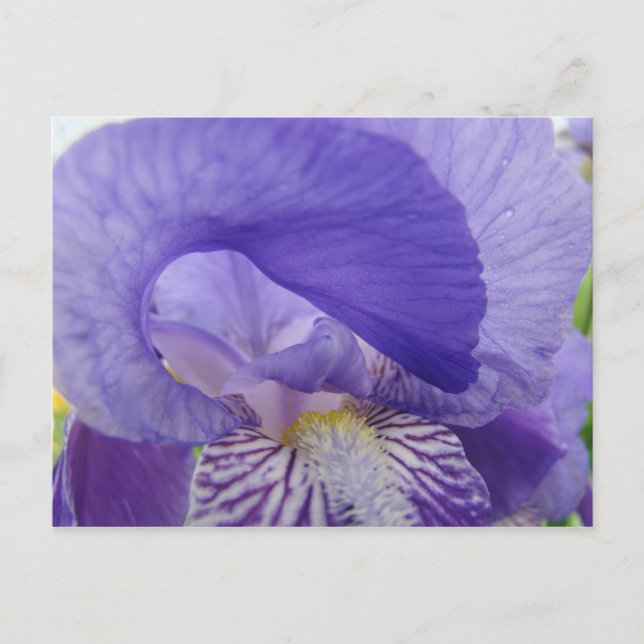 Lila Iris-Blume Postkarten Irische Natur (Vorderseite)