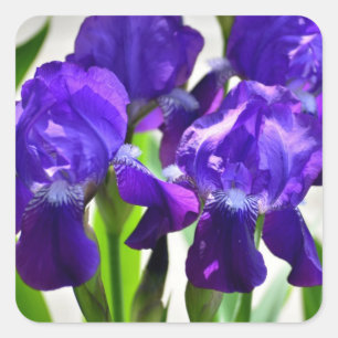 Lila Iris-Blume Quadratischer Aufkleber