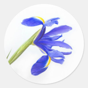 Lila Iris-Blume Runder Aufkleber