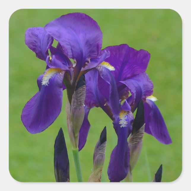 Lila Iris Blume Stickers (Vorderseite)