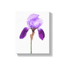 Lila Iris-Blume trendy boho Blumengläsern, gurt