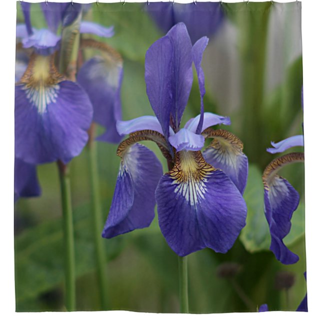 Lila Iris-Blumen Duschvorhang (Vorderseite)