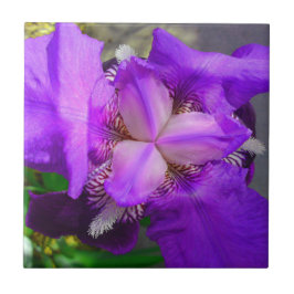 Lila Iris-Blumen-Fliese Fliese