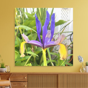 Lila Iris-Blumen-Foto aus Garten und Natur im Frei Leinwanddruck