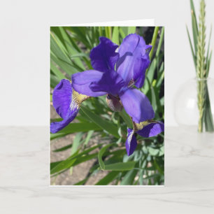 Lila-Iris-Blumen-Fotografie-Gruß Karte