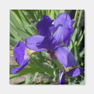 Lila-Iris-Blumenfotografie  Magnet